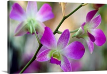 Cattleya orchid flower blossoms, close up.