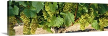 Chardonnay Grapes on the Vine Napa CA