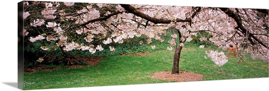 Cherry Blossom tree in a park, Golden Gate Park, San Francisco, California