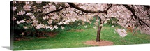 Cherry Blossom tree in a park, Golden Gate Park, San Francisco, California