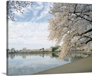 Cherry Blossom trees around the tidal basin, Washington DC