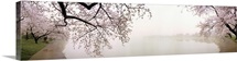 Cherry blossoms at the lakeside, Washington DC,