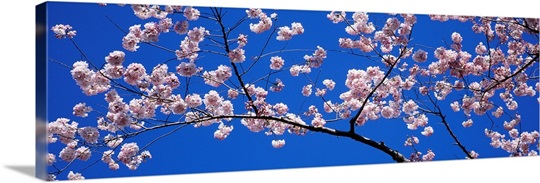 Cherry Blossoms Washington DC