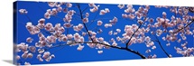Cherry Blossoms Washington DC