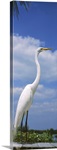 Close-up of a Great egret (Ardea alba) perching, Gulf Of Mexico, Florida