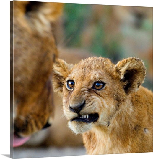 Close-up of a lion cub, Ngorongoro Conservation Area, Arusha Region, Tanzania (Panthera leo)
