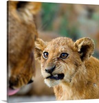 Close-up of a lion cub, Ngorongoro Conservation Area, Arusha Region, Tanzania (Panthera leo)