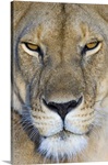 Close-up of a lioness, Masai Mara National Reserve, Kenya (Panthera leo)