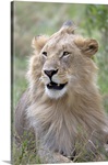 Close-up of a male lion