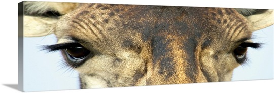 Close-up of a Masai giraffes eyes