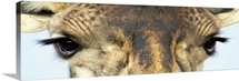 Close-up of a Masai giraffes eyes