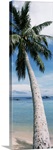 Close-up of a palm tree on the beach