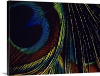 Close-up of a peacock feather