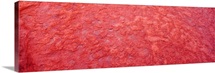 Close-up of a rock, Arkose, Ayers Rock, Australia