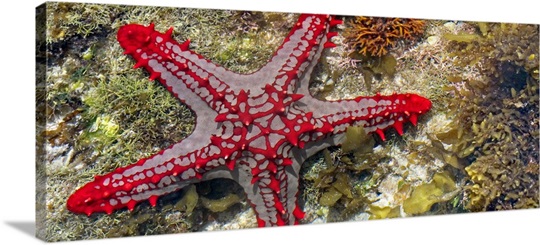 Close-up of a Sea Star
