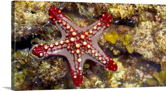Close-up of a Sea Star