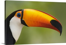 Close up of a Toco toucan Ramphastos toco Three Brothers River Meeting of the Waters State Park Pantanal Wetlands Brazil