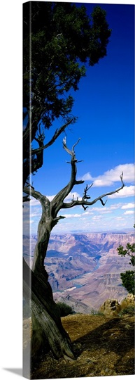 Close-up of a tree at the edge of a canyon, Grand Canyon National Park, Arizona
