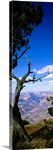 Close-up of a tree at the edge of a canyon, Grand Canyon National Park, Arizona