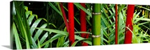 Close-up of bamboo trees, Hawaii
