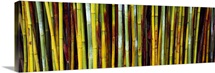 Close up of bamboos Kanapaha Botanical Gardens Gainesville Florida