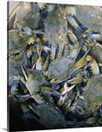 Close-up of crabs (Cancer Pagurus) steaming in a pot, Maryland