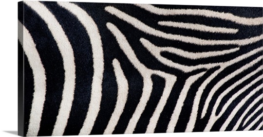 Close-up of Greveys zebra stripes