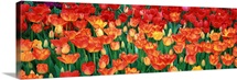 Close-up of tulips in a garden, Botanical Garden of Buffalo and Erie County, Buffalo, New York