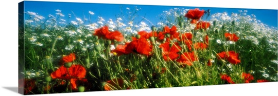 Close-up of wildflowers and poppies