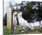 Cockatoos Drinking From Tap Australia
