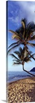 Coconut Palm Trees HI