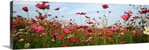 Cosmos flowers blooming in a field South Africa