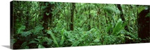 Costa Rica, Monteverde Cloud Forest Reserve