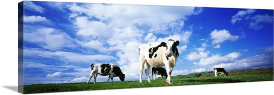 Cows England