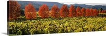 Crop in a vineyard, Napa Valley, California,