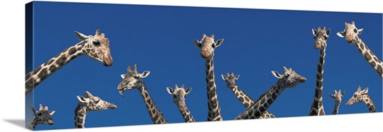 Curious Giraffes concept Kenya Africa