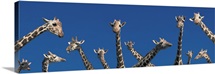Curious Giraffes concept Kenya Africa