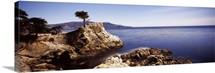 Cypress tree at the coast, The Lone Cypress, 17 mile Drive, Carmel, California,