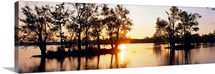 Cypress Trees LA