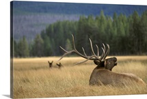 Deer WY
