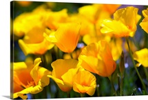 Desert Poppy Flowers In Bloom