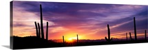 Desert Sunset Saguaro National Park AZ