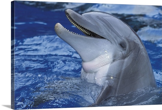 Dolphin