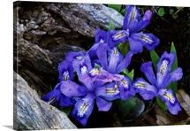 Dwarf lake iris flowers in bloom, Michigan