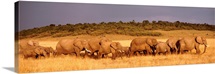 Elephant Herd Maasai Mara Kenya