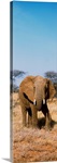 Elephant Kenya