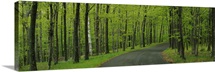 Empty road passing through a forest, Peninsula State Park, Door County, Wisconsin