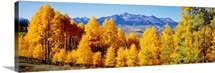 Fall Aspen Trees Telluride CO