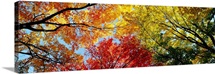 Fall Foliage