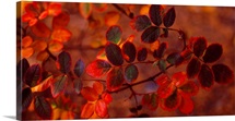 Fall Leaves CO
